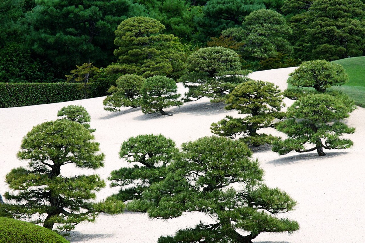 足立美術館白砂青松庭 —— 以橫山大觀名作《白沙青松》為主題，白砂丘陵上韻律性地配置大小松樹