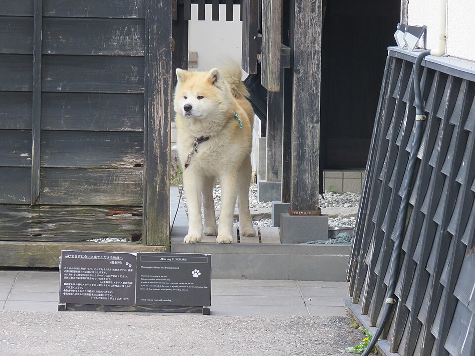 秋田犬「武丸（ぶけまる）」在角館武家屋敷通り附近，秋田縣代表性犬種