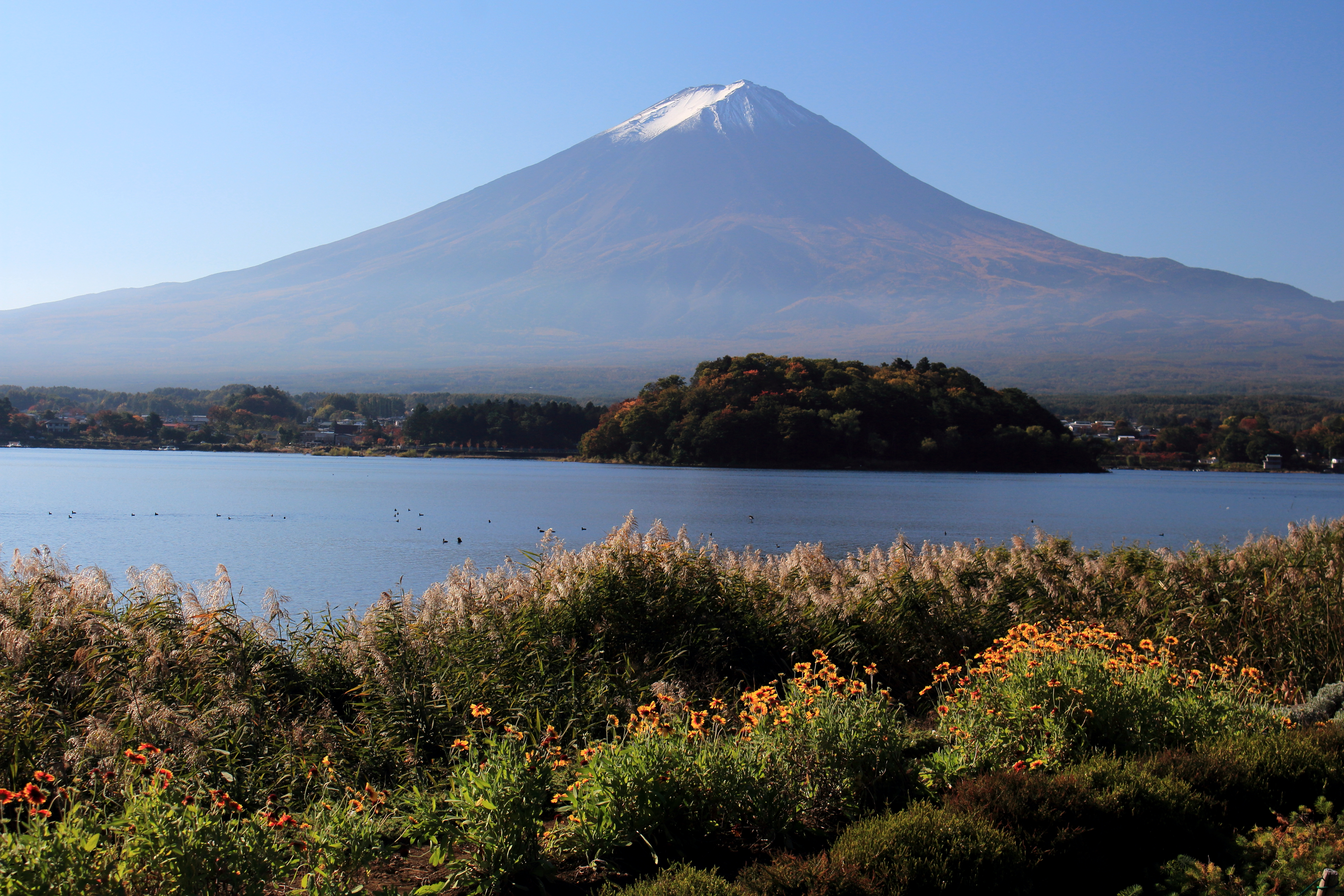 大石公園隔著河口湖眺望富士山——前景花叢與芒草、中景湖中小島、背景白頂富士山，是北岸經典構圖