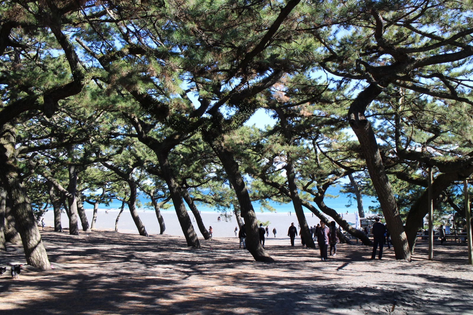 三保松原的黑松海岸與駿河灣 — 眺望海與富士山的經典構圖、富士山世界遺產構成資產