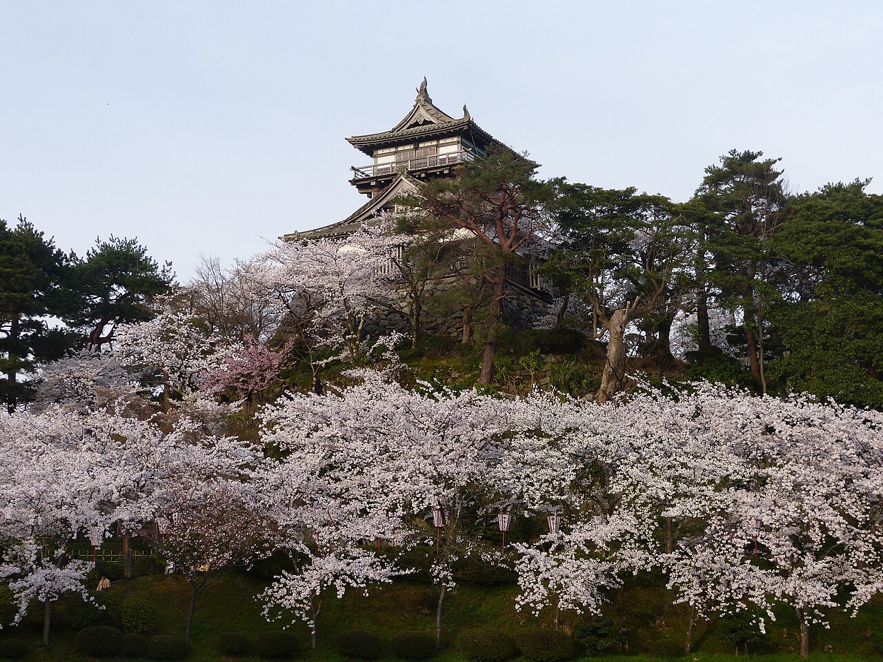 丸岡城天守と桜、福井縣坂井市的現存天守和春季賞櫻景色