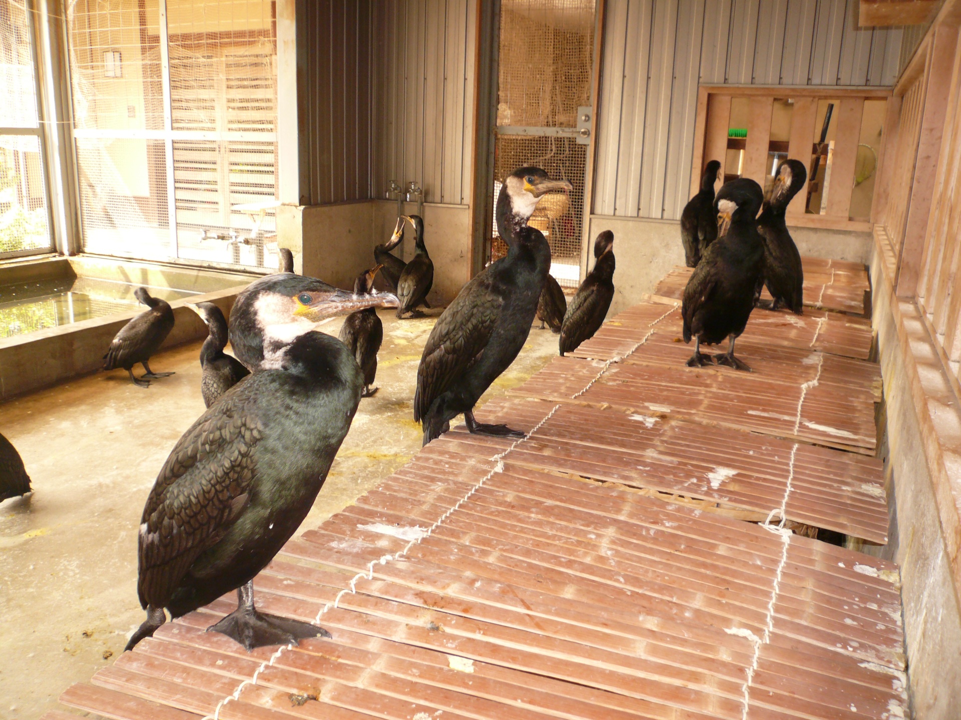 長良川鵜飼的鸕鶿，傳統漁師的鸕鶿在岐阜長良川上展示 1300 年傳統漁法