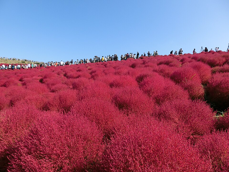國營常陸海濱公園丘陵上的掃帚草（コキア）秋季紅葉，茨城縣的代表景色