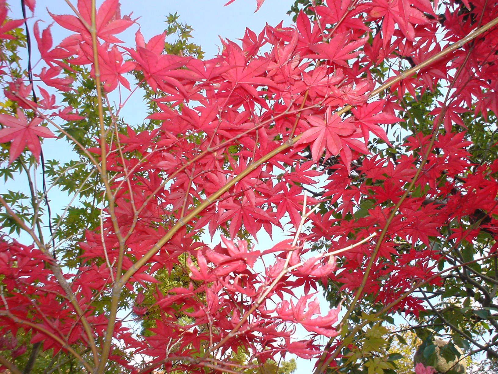 京都 永觀堂 紅葉 — 「もみじの永觀堂」之稱、Walker Plus Top 10 入選