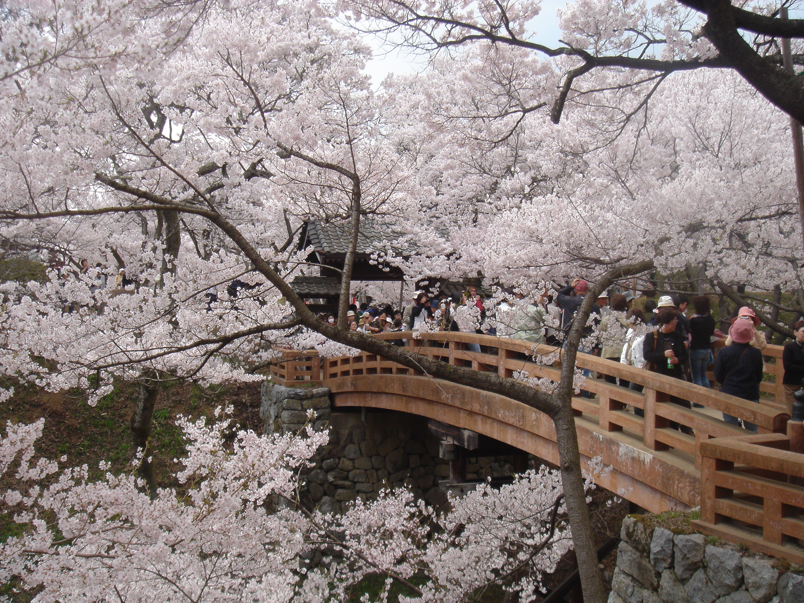 長野高遠城址公園的高遠小彼岸櫻，花色偏紅的特有種