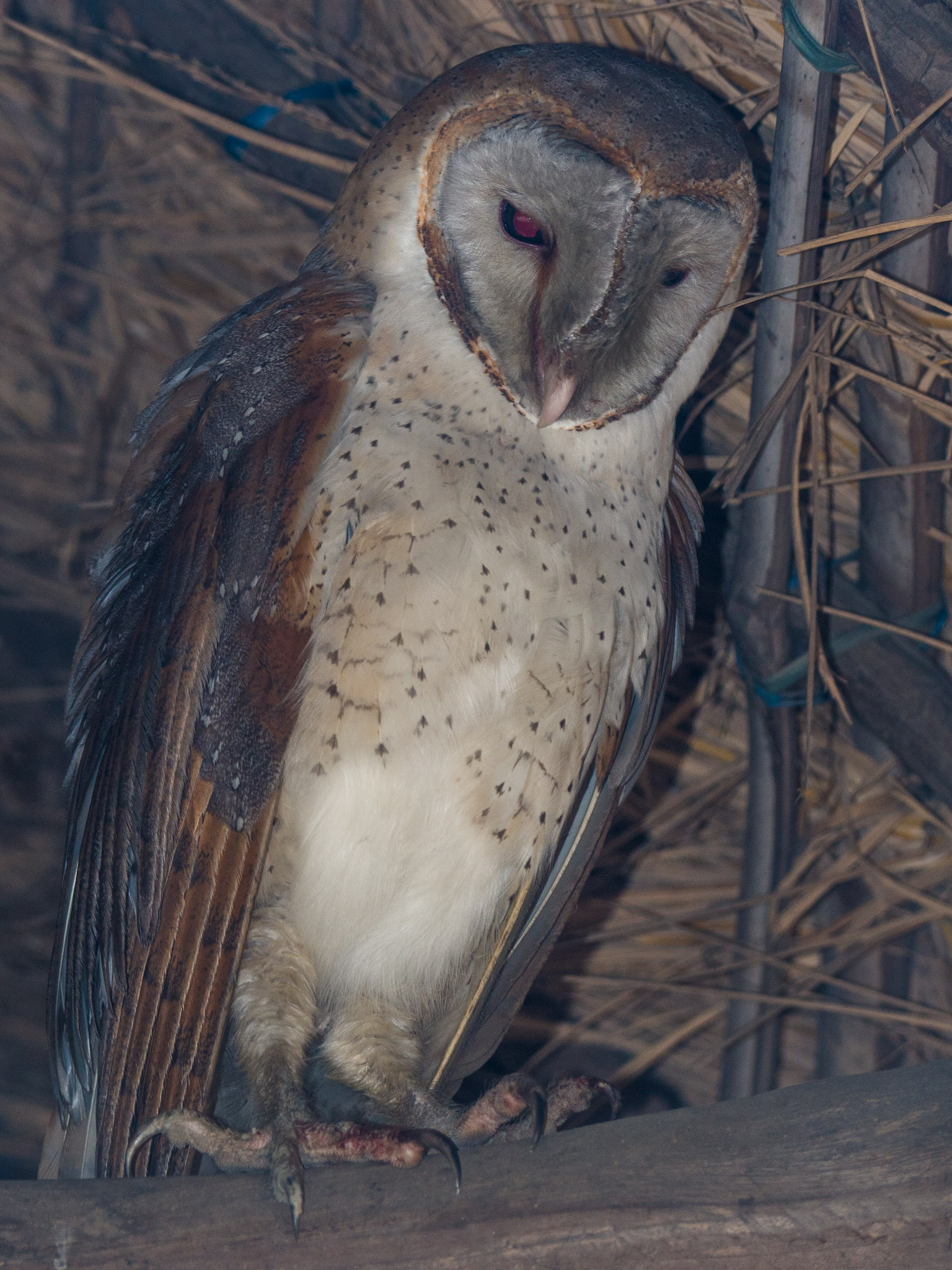 メンフクロウ（barn owl，倉鴞）— 「エッホエッホ」流行語的元ネタ角色（参考画像）