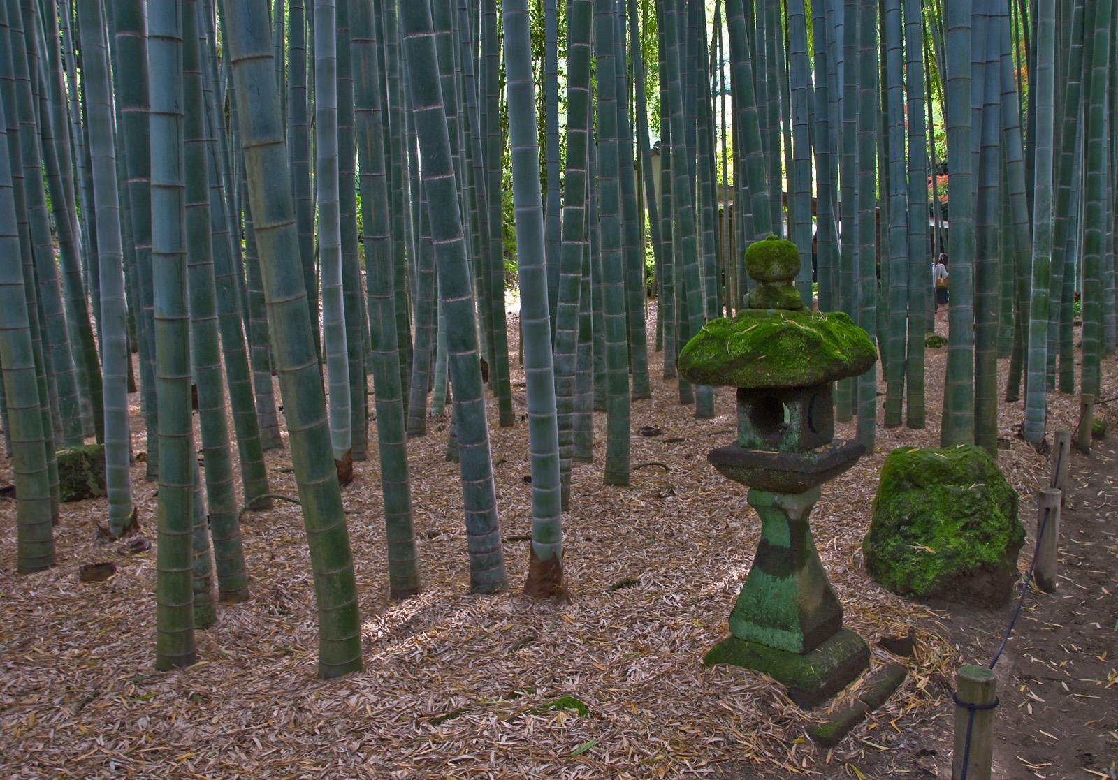 鎌倉報國寺 竹之庭 — 本堂後方約 2,000 株孟宗竹的禪意竹林