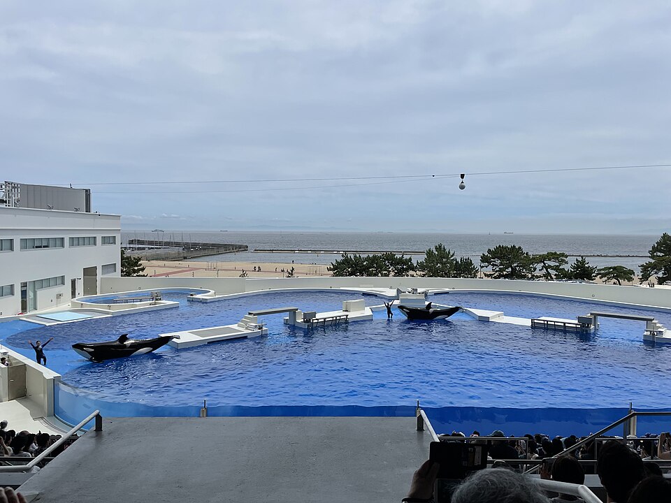 神戸須磨シーワールド オルカスタディアム（Orca Stadium，虎鯨表演劇場）— 西日本唯一可看到的シャチパフォーマンス、虎鯨跳躍實景、池畔背景為須磨海濱