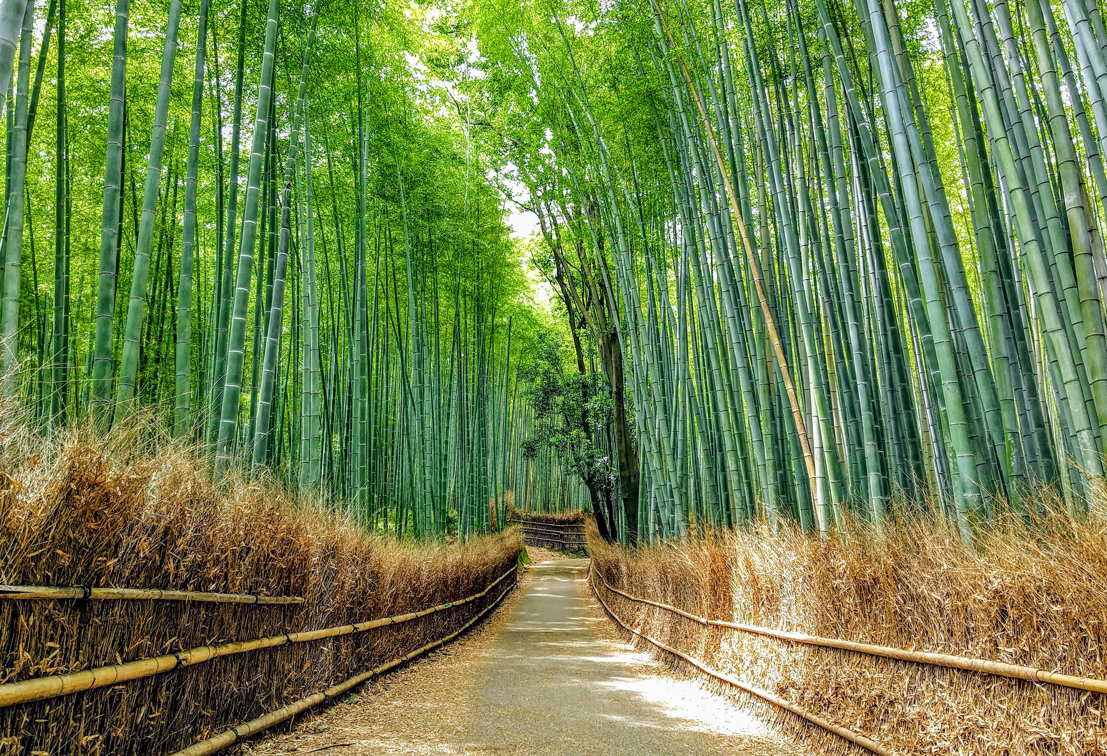京都 嵐山 嵯峨野竹林之道（竹林の小径）
