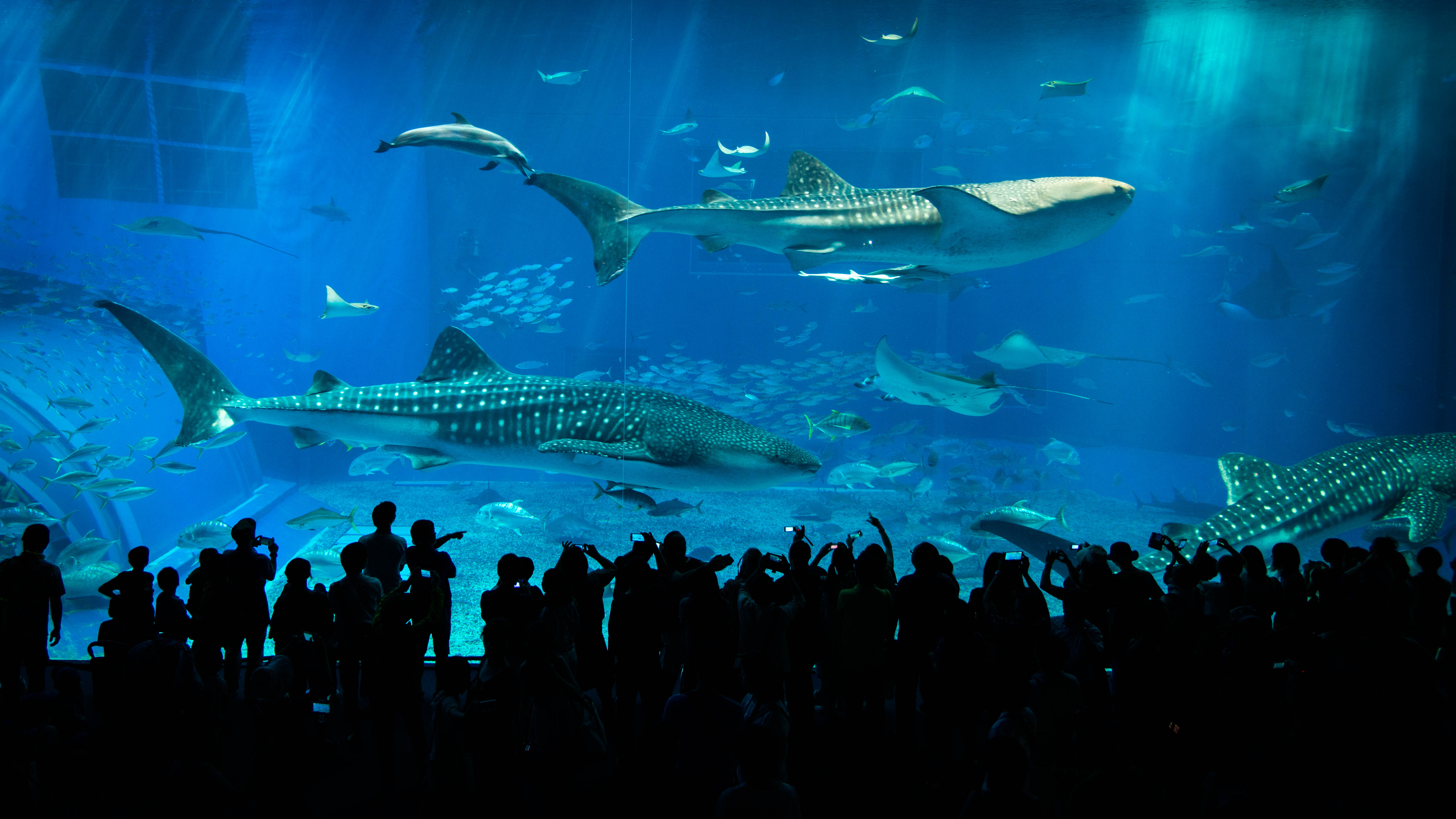 沖縄美ら海水族館「黒潮の海」7,500 噸大水槽 — 鯨鯊與鬼蝠魟