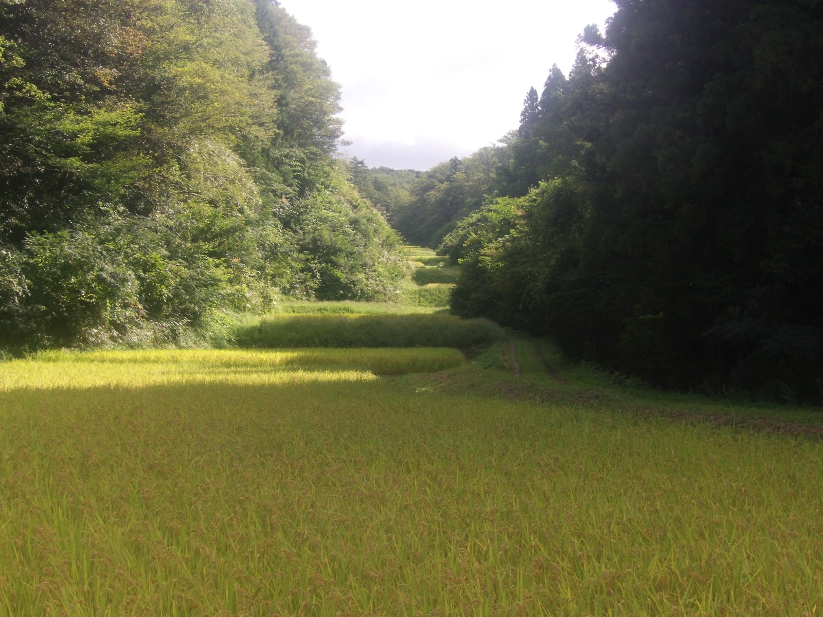 西三川砂金山由來的農山村景觀 — 把沖刷砂金的地形改造成梯田，世界遺產兩大構成資產之一