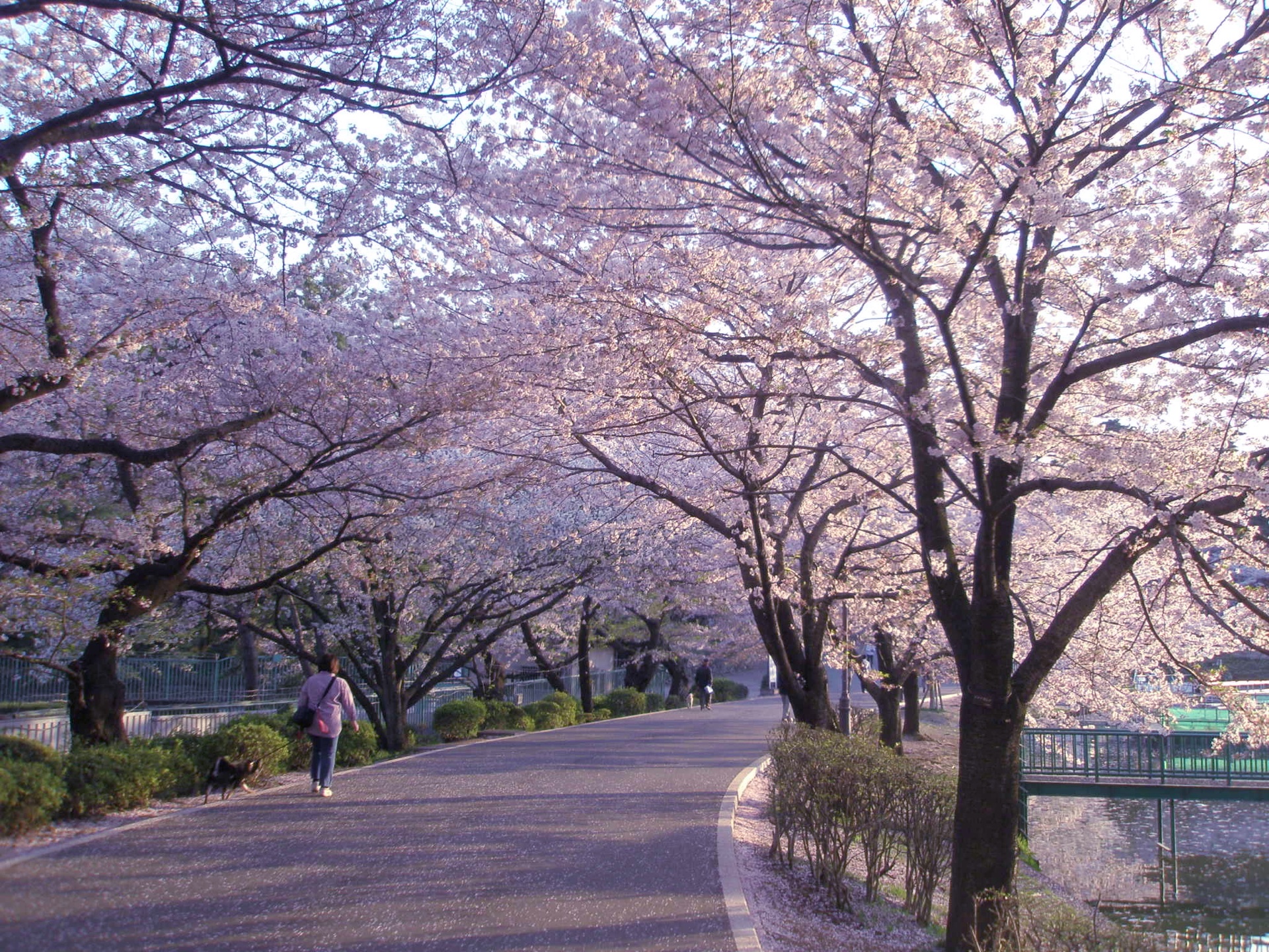 大宮公園春季賞櫻，1,000 株以上的染井吉野盛開，名列「日本さくら名所 100 選」