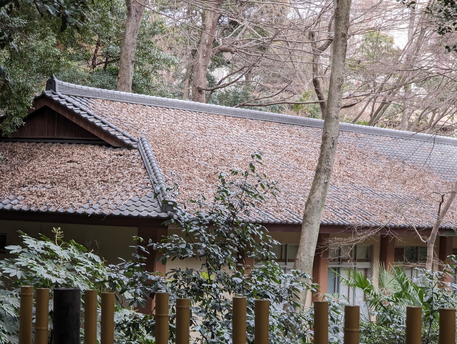 明治神宮 社殿（しゃでん）— 檜木與銅瓦打造、與森林融為一體的木造建築群