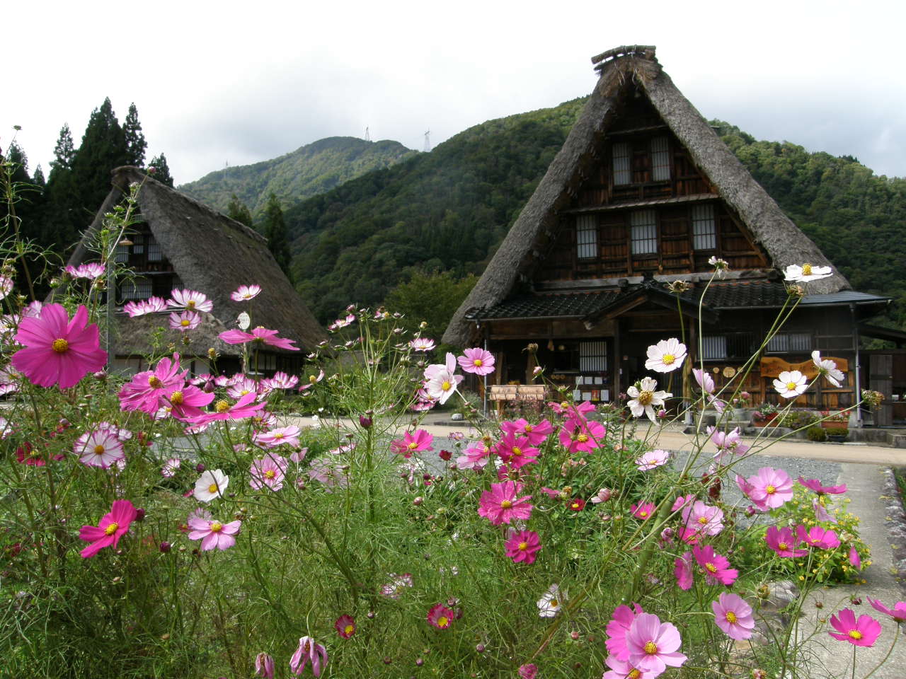 五箇山 菅沼合掌造集落 —— 庄川畔僅 9 棟合掌造的迷你聚落、前景的波斯菊