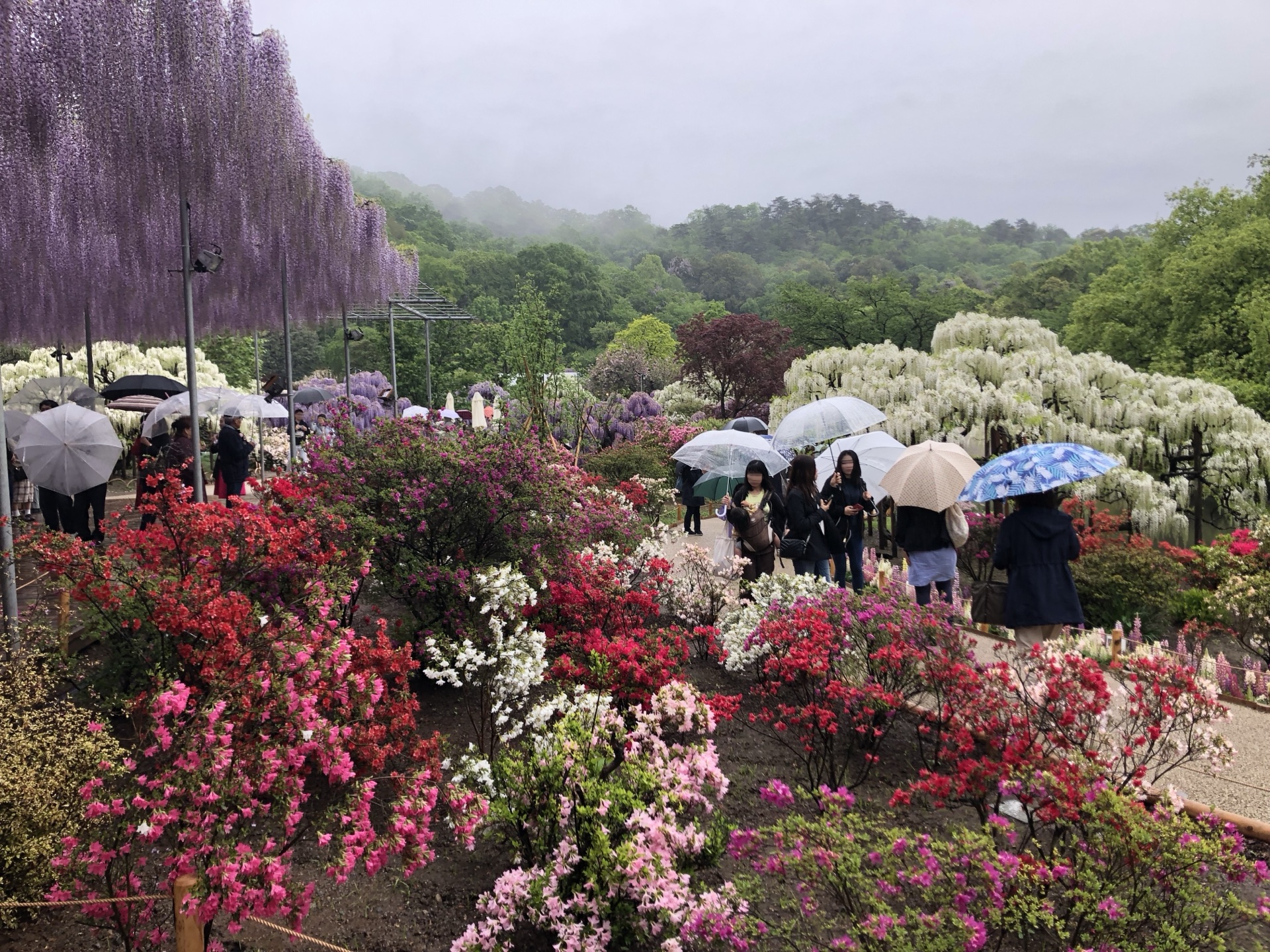 あしかがフラワーパーク的大藤棚與杜鵑（つつじ）同時盛開，每年 4 月下旬至 5 月的春季壯觀景象