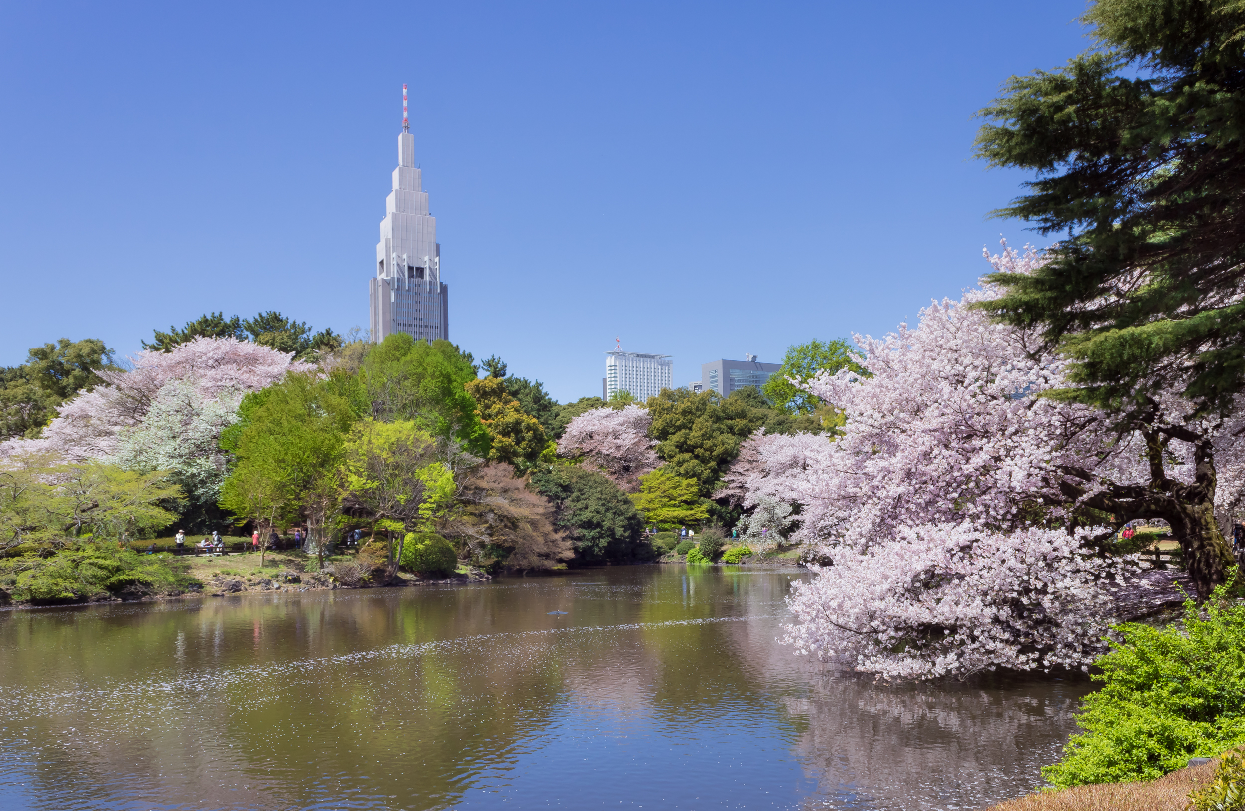 新宿御苑 滿開的櫻花 — 背景為 NTT Docomo 代代木大樓的都心庭園春景