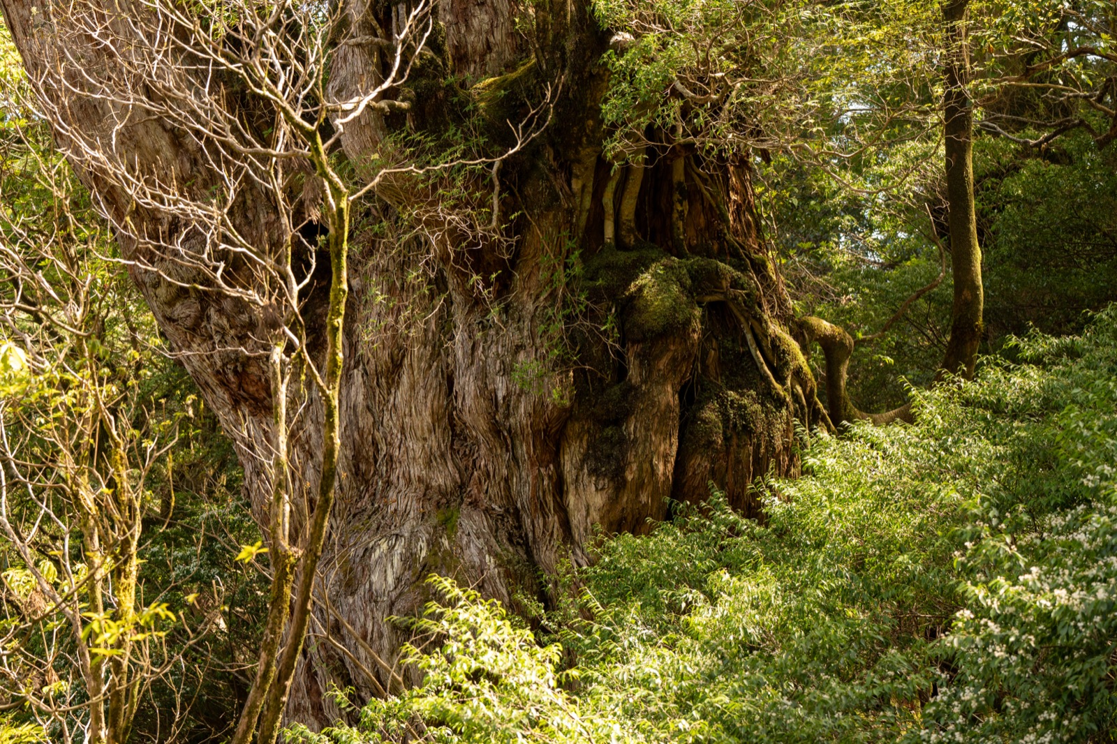 屋久島繩文杉（縄文杉）—— 樹齡逾千年的巨大杉樹、日本最早的世界自然遺產之一