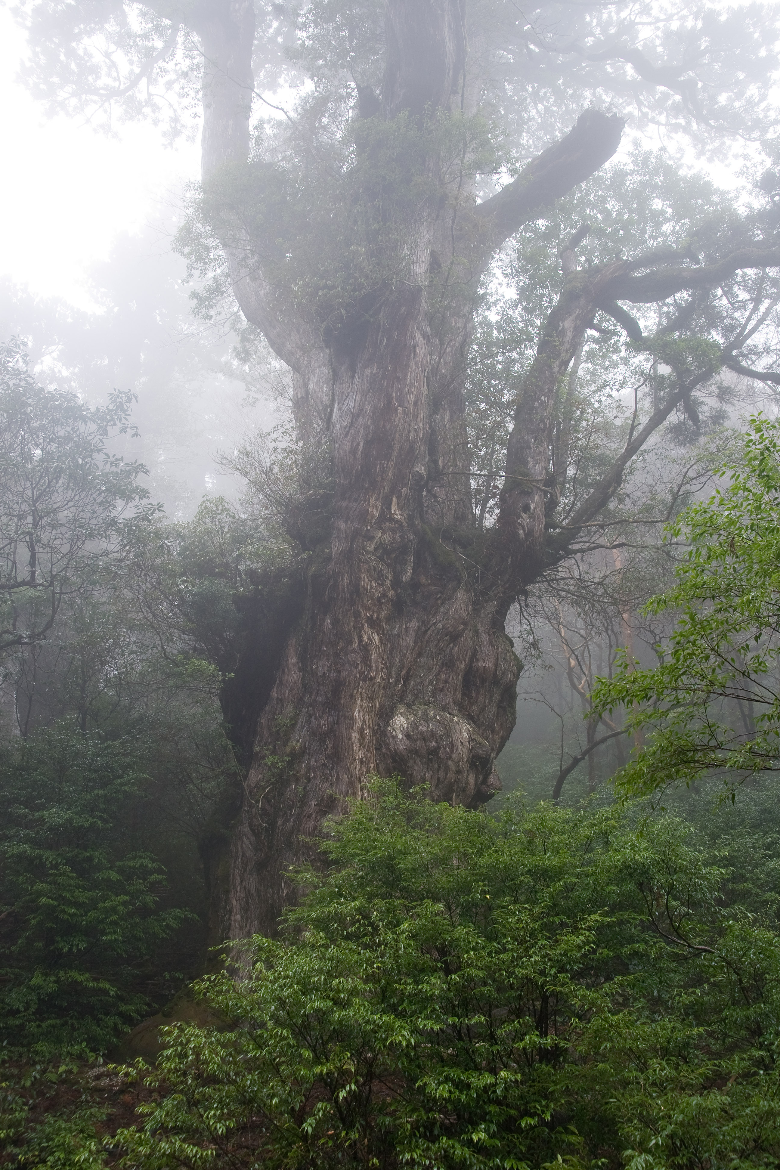 屋久島繩文杉近景 — 樹齡數千年、被指定為特別天然記念物的巨大屋久杉
