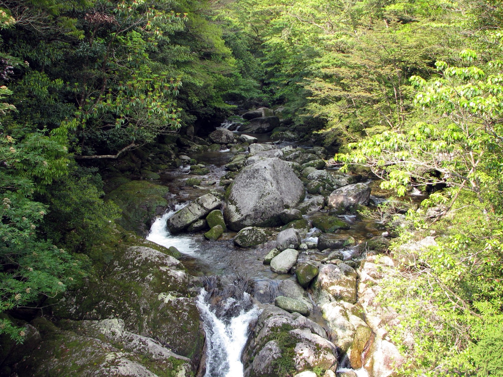 屋久島白谷雲水峽的苔むす森(苔蘚之森)— 宮崎駿《魔法公主》的原型森林