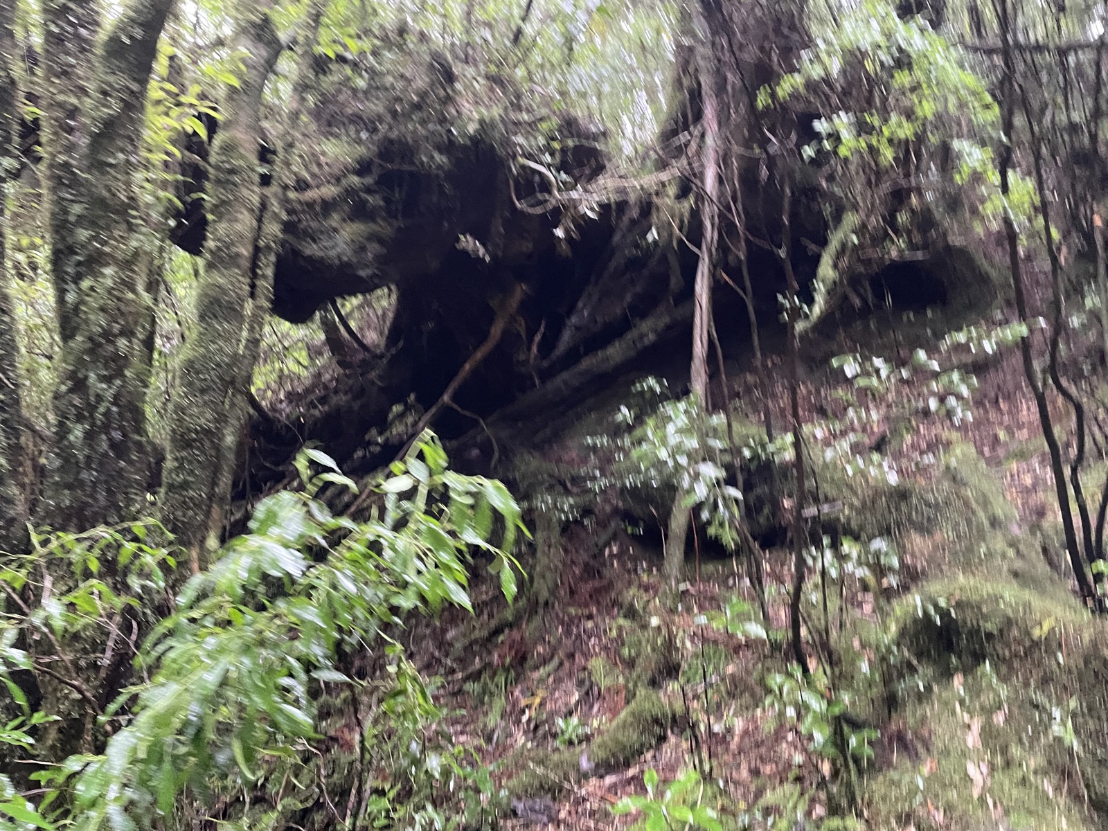 ヤクスギ Land 屋久杉樂園的苔蘚森林與木棧道 — 可依體力選 30 分至 150 分路線