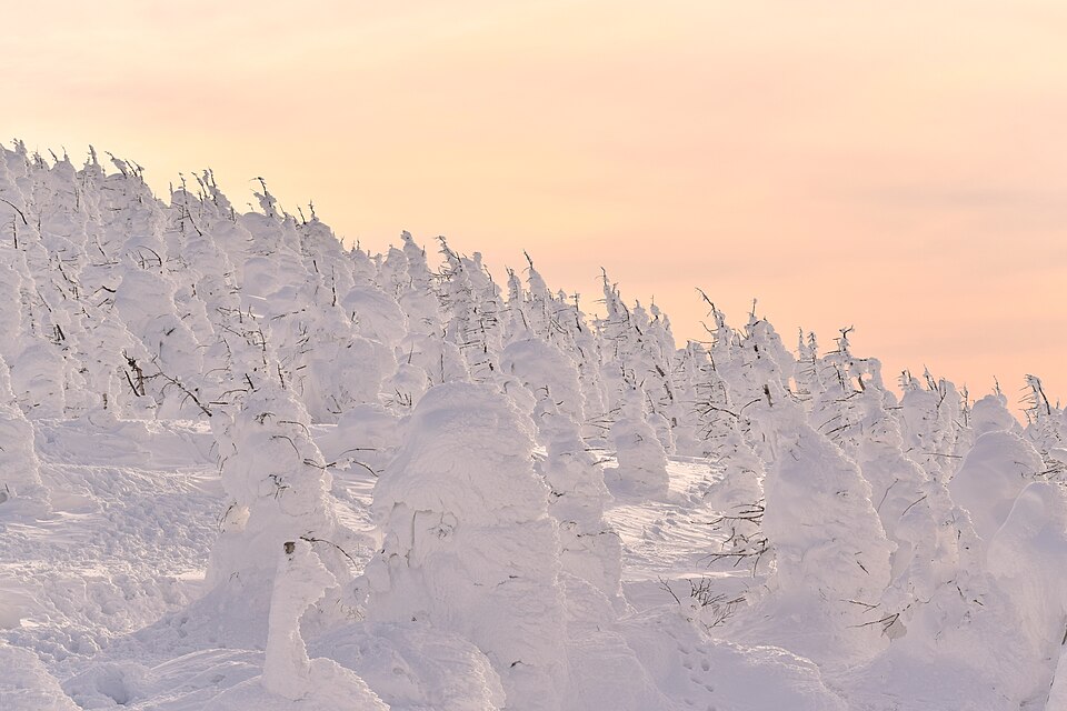 蔵王樹氷（雪怪），冬季結冰杉樹群形成的巨大白色怪物景觀